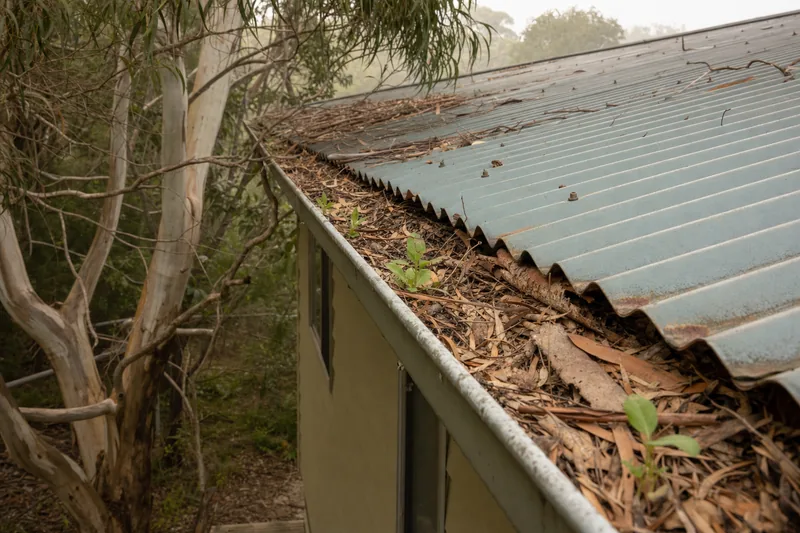 A roof gutter packed with gum leaves, bark and sprouting seedlings under an older corrugated roof, a gum branch overhanging — gutter cleaning, Central Coast. Illustrative example.